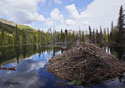 Castor canadensis